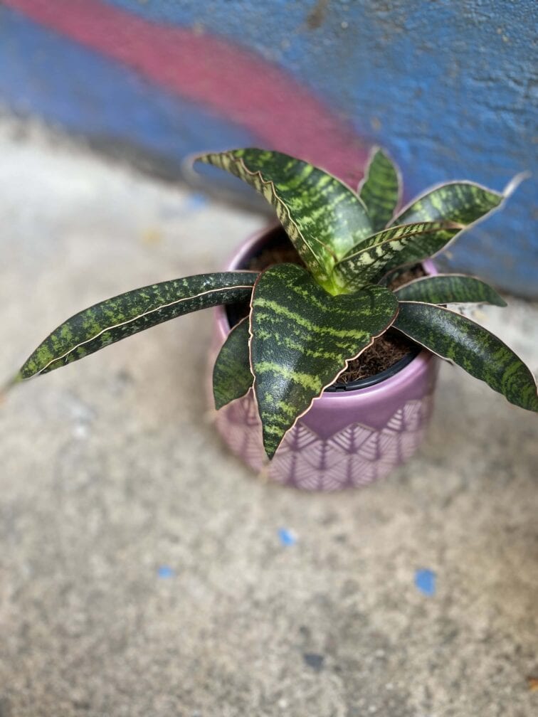 Zdjęcie rośliny Sansevieria Tabby Green, ujęcie 2