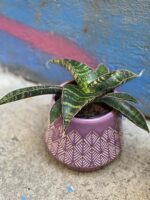 Zdjęcie rośliny Sansevieria Tabby Green, ujęcie 3