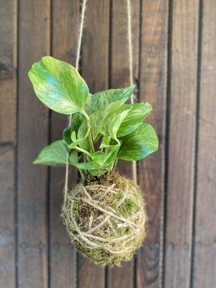 Zdjęcie rośliny Kokedama z epipremnum Marble Queen, ujęcie 1