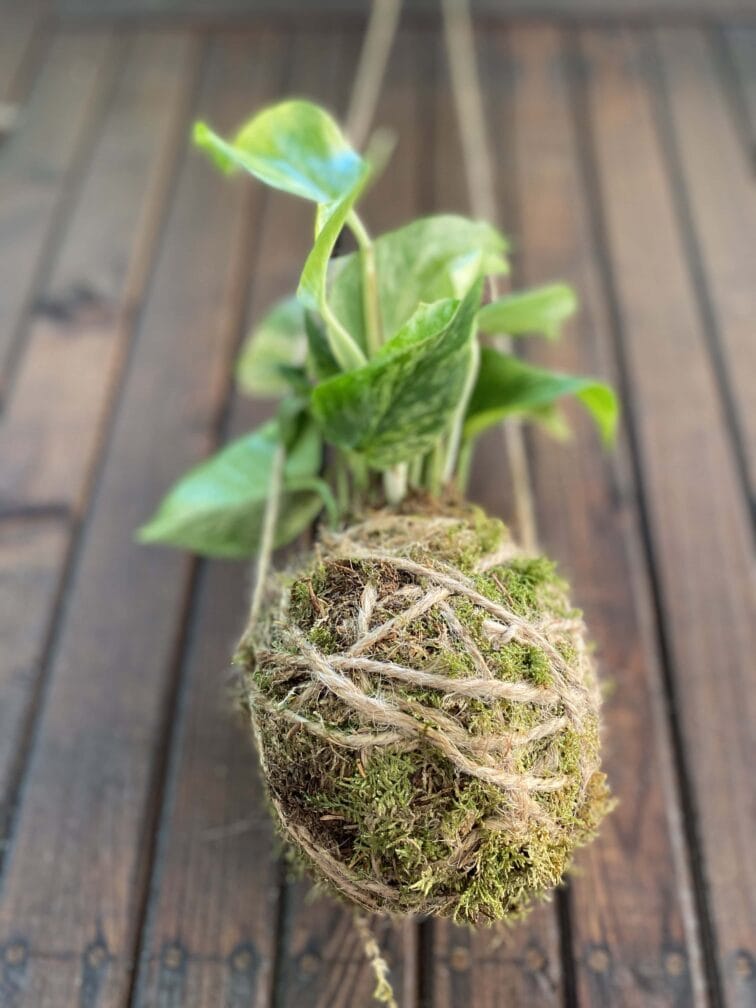 Zdjęcie rośliny Kokedama z epipremnum Marble Queen, ujęcie 2