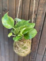 Zdjęcie rośliny Kokedama z epipremnum Marble Queen, ujęcie 3