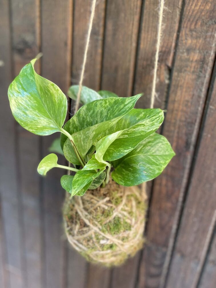 Zdjęcie rośliny Kokedama z epipremnum Marble Queen, ujęcie 3