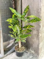 Zdjęcie rośliny Codiaeum-variegatum "Golden Dust", ujęcie 1