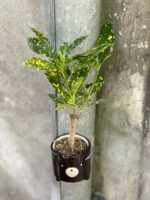 Zdjęcie rośliny Codiaeum-variegatum "Golden Dust", ujęcie 2