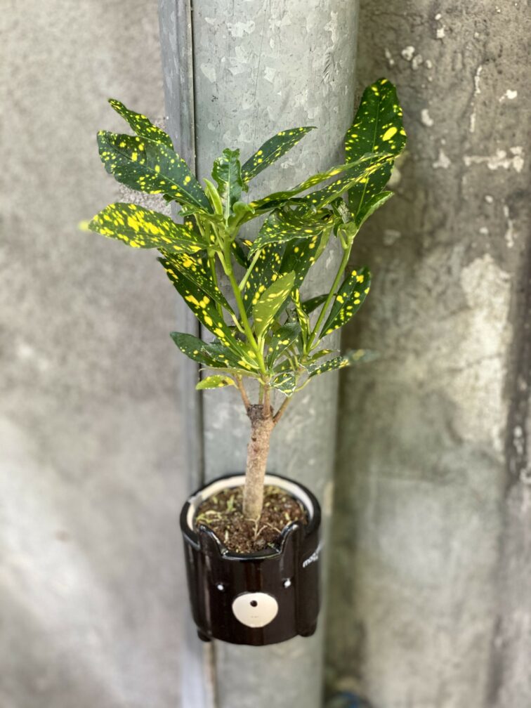 Zdjęcie rośliny Codiaeum-variegatum "Golden Dust", ujęcie 2