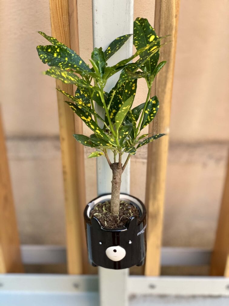 Zdjęcie rośliny Codiaeum-variegatum "Golden Dust", ujęcie 3