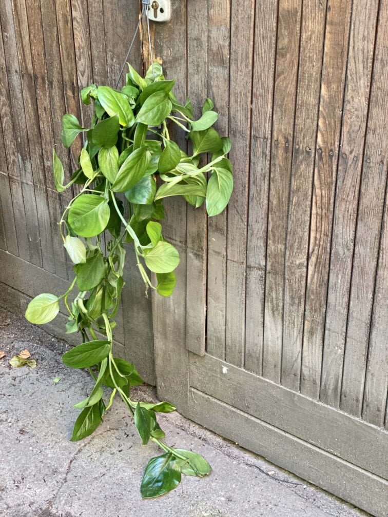 Zdjęcie rośliny Monstera Friedrichsthalii, ujęcie 1