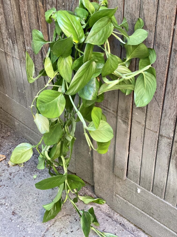 Zdjęcie rośliny Monstera Friedrichsthalii, ujęcie 2