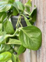 Zdjęcie rośliny Monstera Friedrichsthalii, ujęcie 3