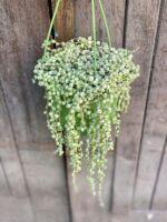 Zdjęcie rośliny Senecio Rowleyanus "Variegata", ujęcie 1