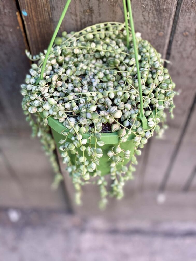 Zdjęcie rośliny Senecio Rowleyanus "Variegata", ujęcie 2