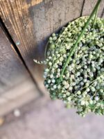Zdjęcie rośliny Senecio Rowleyanus "Variegata", ujęcie 3