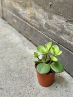 Zdjęcie rośliny Peperomia Hope, ujęcie 1