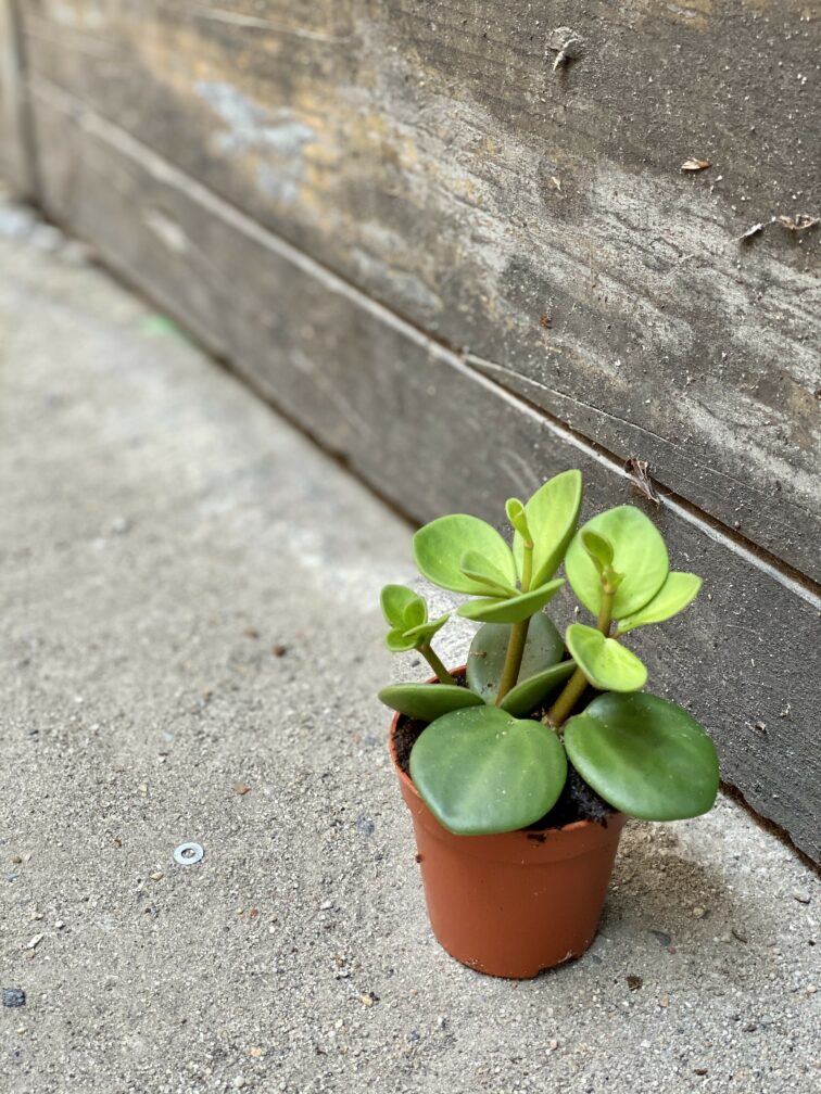 peperomia-hope_6x10-0.jpg Zdjęcie rośliny Peperomia Hope, ujęcie 1