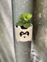Zdjęcie rośliny Peperomia Hope, ujęcie 2