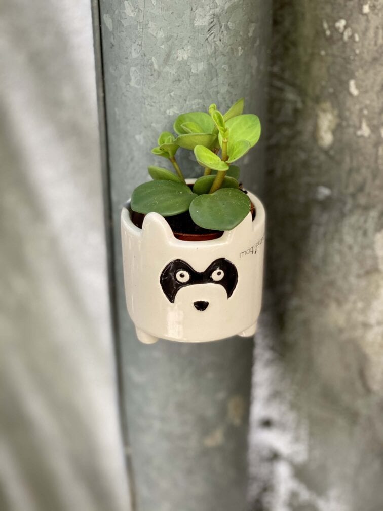 Zdjęcie rośliny Peperomia Hope, ujęcie 2