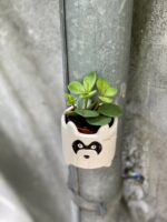 Zdjęcie rośliny Peperomia Hope, ujęcie 3