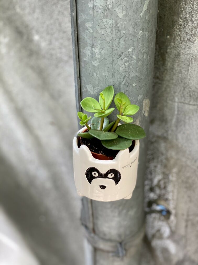 Zdjęcie rośliny Peperomia Hope, ujęcie 3