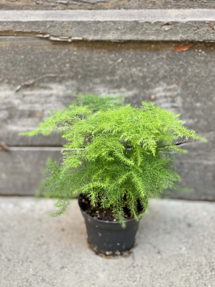 Zdjęcie rośliny Asparagus Plumosus, ujęcie 2