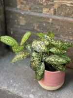 Zdjęcie rośliny Dracena surculosa Godsefiana, ujęcie 1