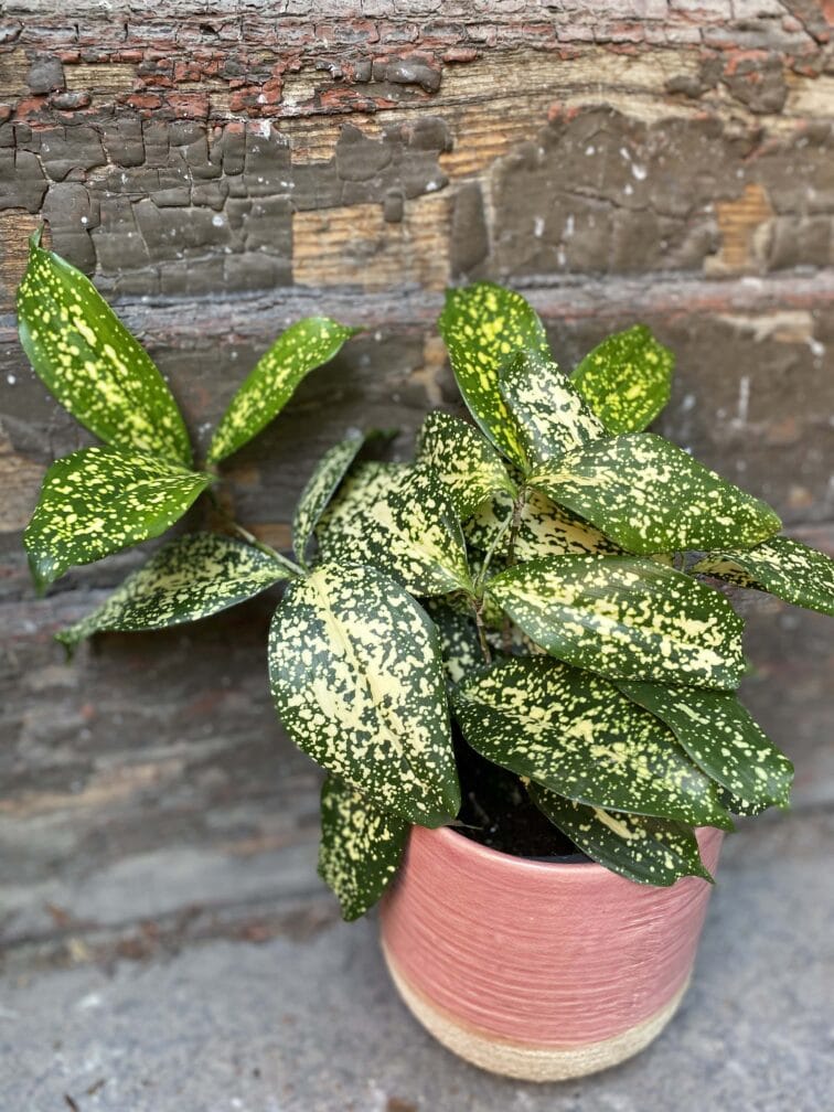 Zdjęcie rośliny Dracena surculosa Godsefiana, ujęcie 3