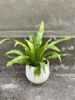 Zdjęcie rośliny Asplenium antiquum, ujęcie 1