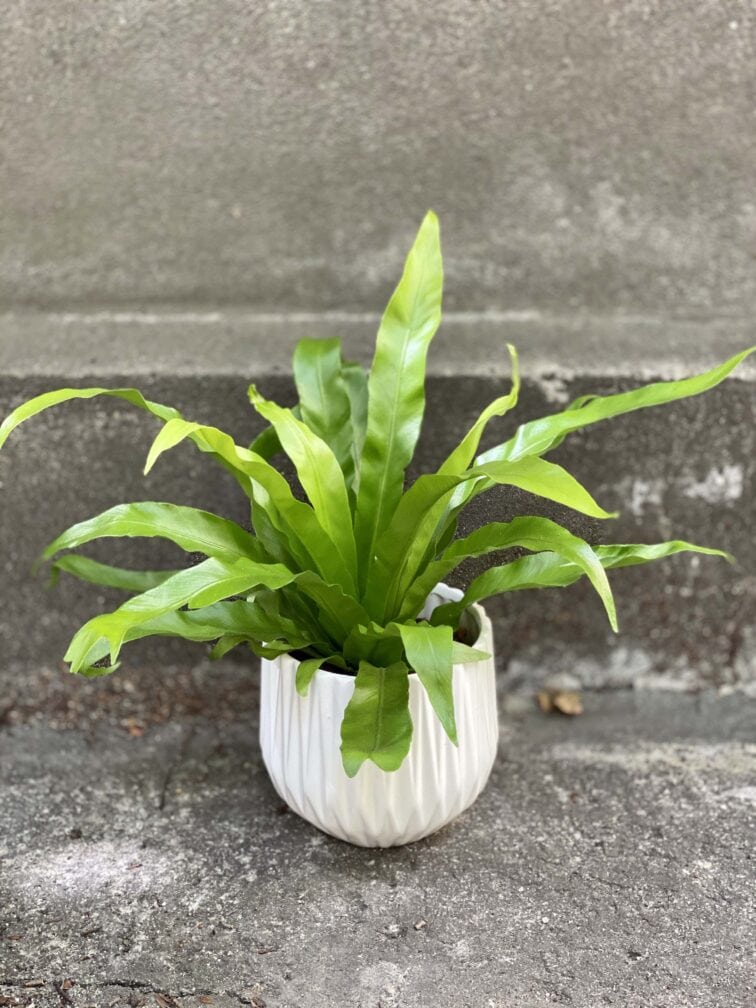Zdjęcie rośliny Asplenium antiquum, ujęcie 1