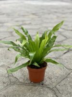 Zdjęcie rośliny Asplenium antiquum, ujęcie 2