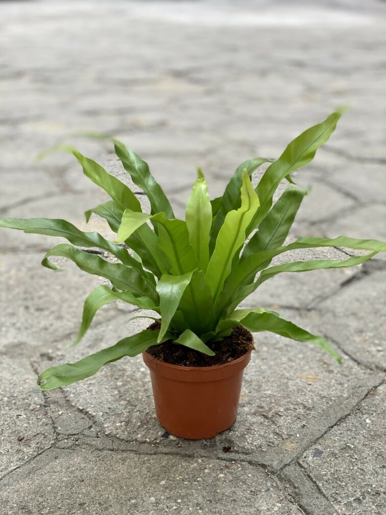 Zdjęcie rośliny Asplenium antiquum, ujęcie 2