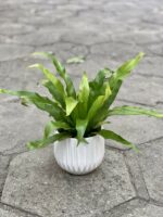 Zdjęcie rośliny Asplenium antiquum, ujęcie 3