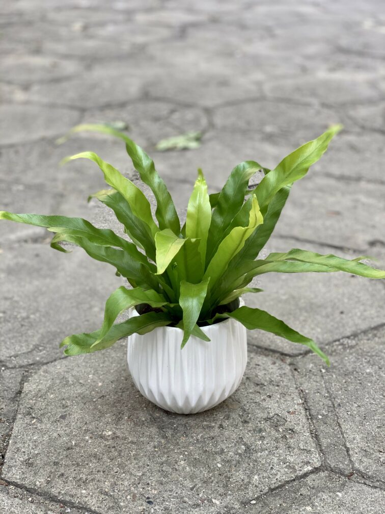 Zdjęcie rośliny Asplenium antiquum, ujęcie 3