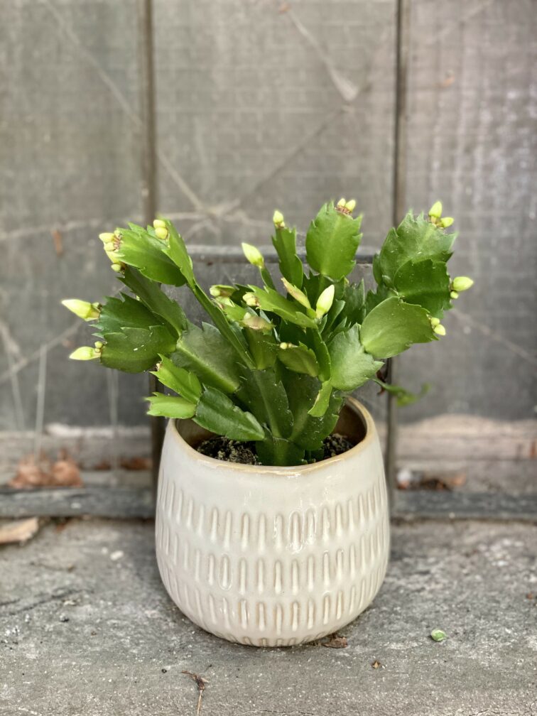 Zdjęcie rośliny Schlumbergera Malissa, ujęcie 1