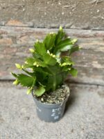 Zdjęcie rośliny Schlumbergera Malissa, ujęcie 2