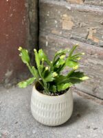 Zdjęcie rośliny Schlumbergera Malissa, ujęcie 3