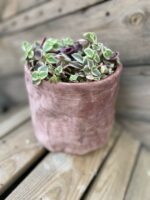 Zdjęcie rośliny Crassula Marginalis, ujęcie 1