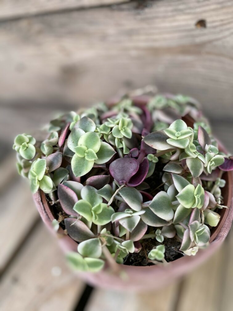 Zdjęcie rośliny Crassula Marginalis, ujęcie 2