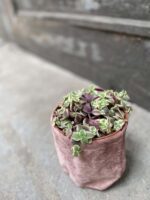 Zdjęcie rośliny Crassula Marginalis, ujęcie 3
