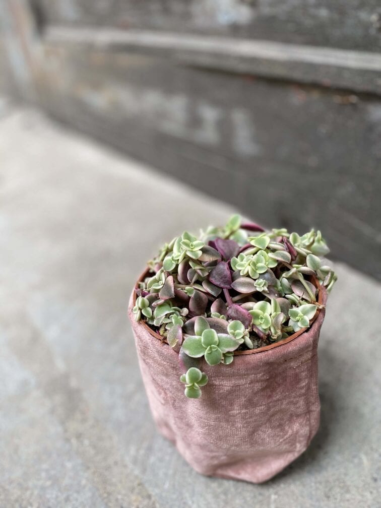 Zdjęcie rośliny Crassula Marginalis, ujęcie 3