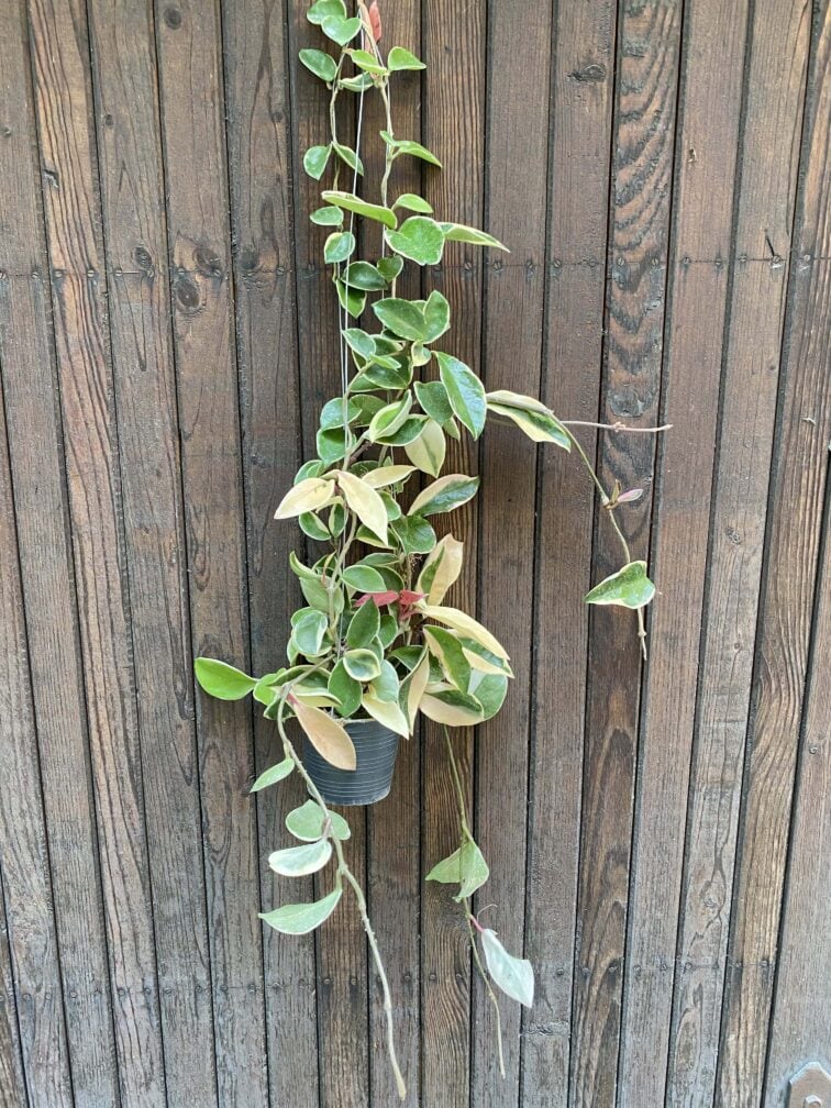 hoya-carnosa-albomarginata_10x70-1_1597581649.0.jpg Zdjęcie rośliny Hoya carnosa albomarginata, ujęcie 1