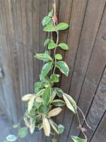 Zdjęcie rośliny Hoya carnosa albomarginata, ujęcie 3