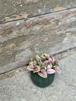 Zdjęcie doniczki lub oslonki: Osłonka Fishbone Green 6x7 cm, ujęcie 2