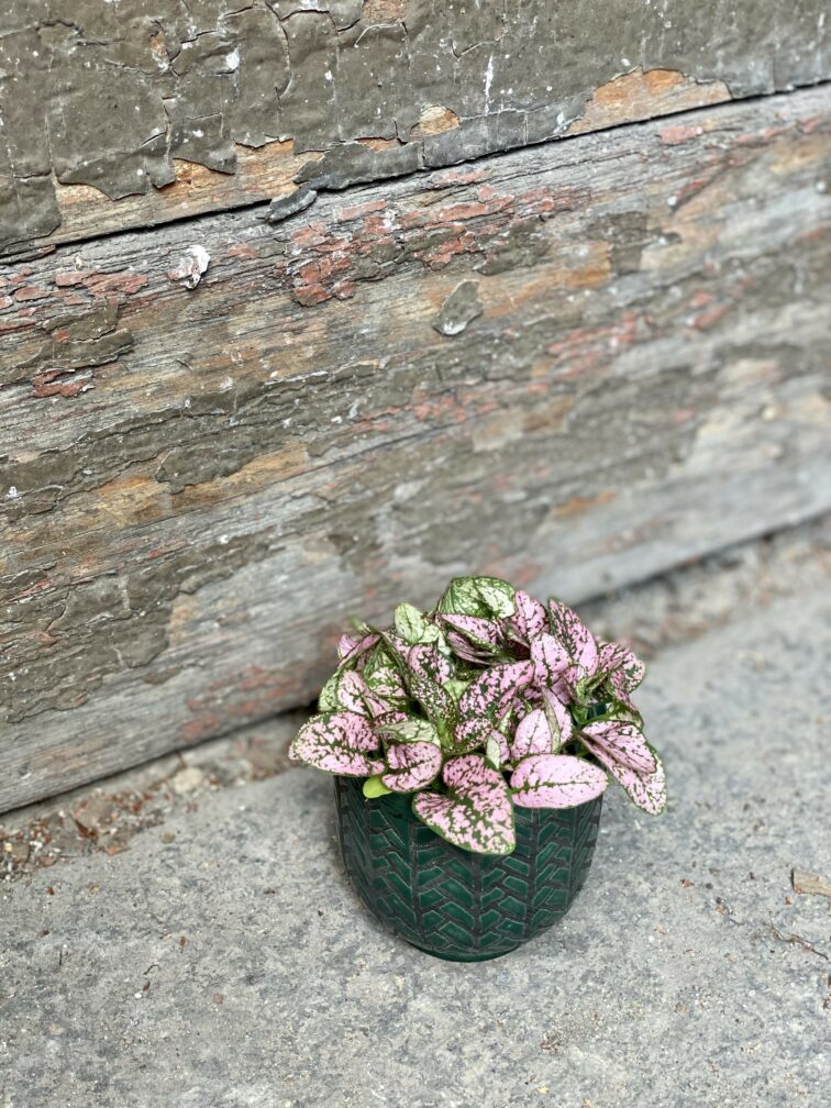 Zdjęcie doniczki lub oslonki: Osłonka Fishbone Green 6x7 cm, ujęcie 2