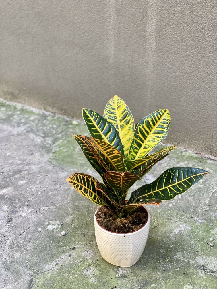 Zdjęcie rośliny Codiaeum variegatum "Petra", ujęcie 1
