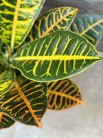 Zdjęcie rośliny Codiaeum variegatum "Petra", ujęcie 2