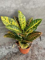 Zdjęcie rośliny Codiaeum variegatum "Petra", ujęcie 3