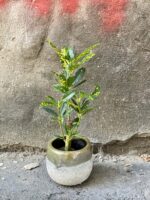 Zdjęcie doniczki lub oslonki: Osłonka Dust 7x8 cm, ujęcie 2