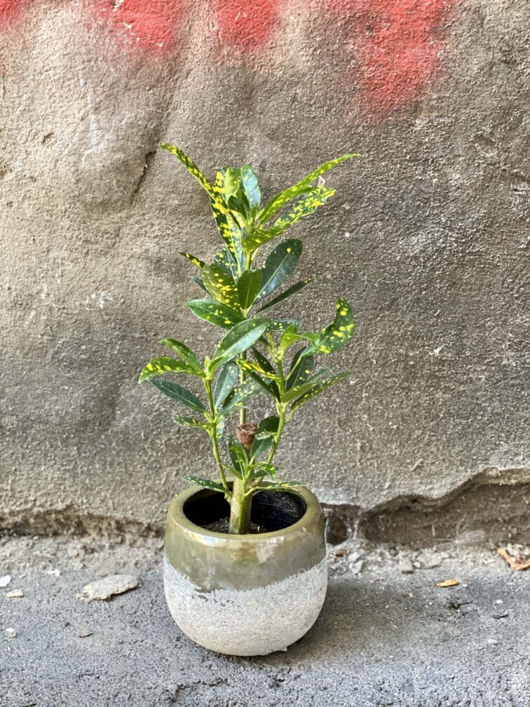 Zdjęcie doniczki lub oslonki: Osłonka Dust 7x8 cm, ujęcie 2