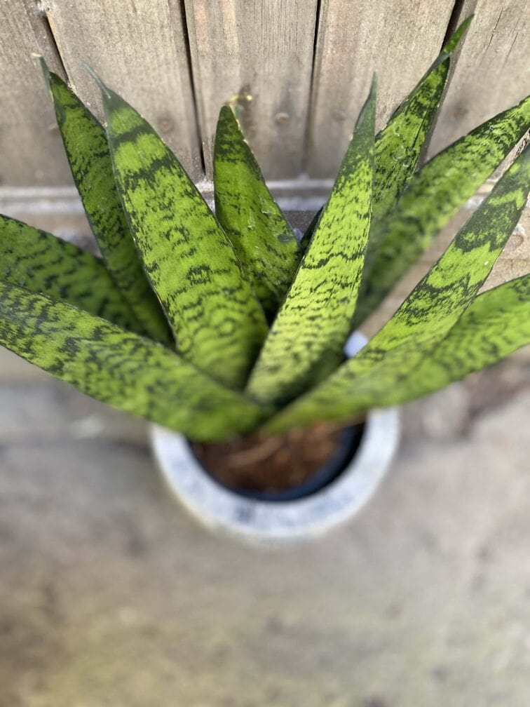 Zdjęcie rośliny Sansevieria Zeylanica Fan, ujęcie 2