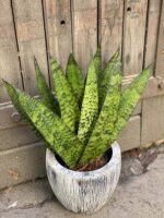 Zdjęcie rośliny Sansevieria Zeylanica Fan, ujęcie 3