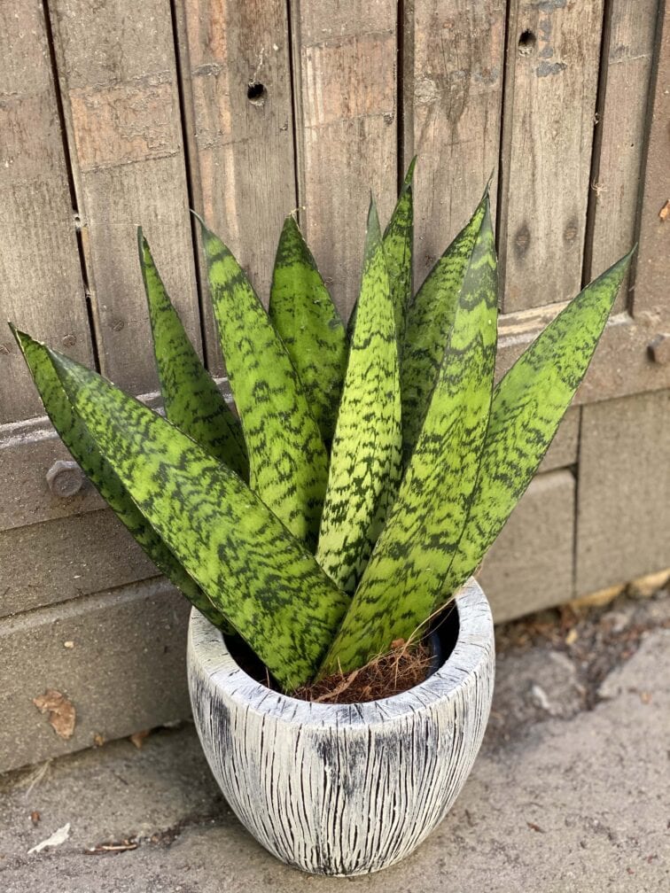 Zdjęcie rośliny Sansevieria Zeylanica Fan, ujęcie 3